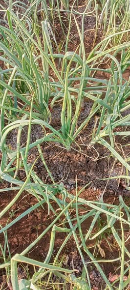 ما نوع المرض وايه العلاج